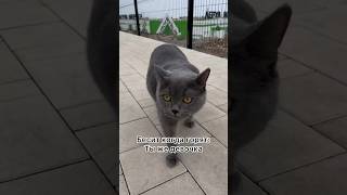 И мать туда же 🤪 #домашниепитомцы #жизненно #funnycat #рекомендации #cat #catfunny