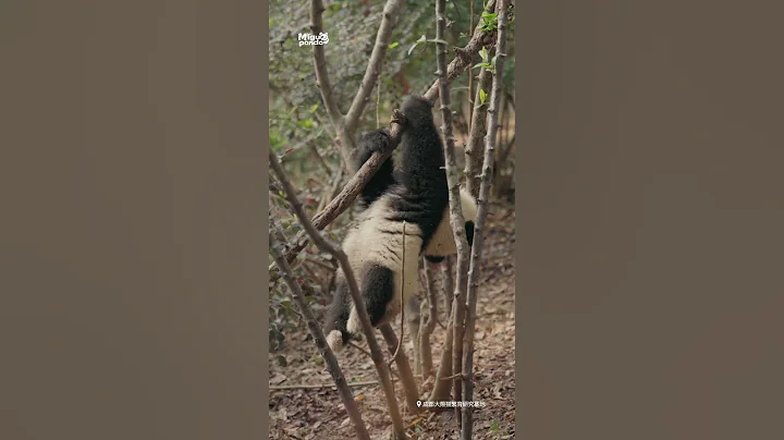 超励志小熊福菀 - 天天要闻