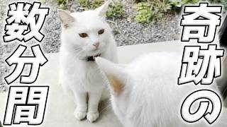 奇跡の数分間！白い天使のような猫達が見つめ合った結果…可愛すぎる瞬間が！【三毛母猫の子猫】