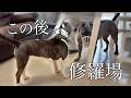 【一歩間違えれば死】放置されて育ったパワーブリード犬を保護しました。