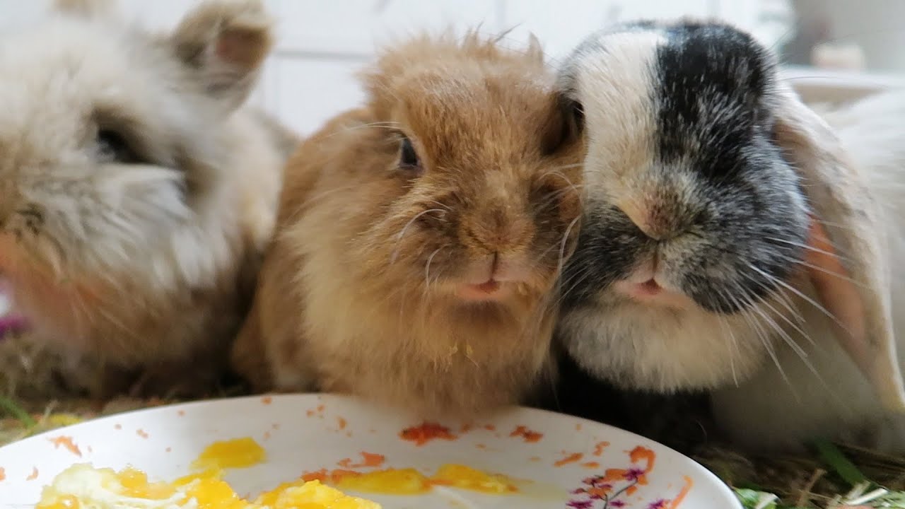 Kaninchen Geräusche beim Essen - YouTube