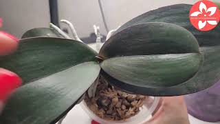 Размножение орхидеи Фаленопсис результаты