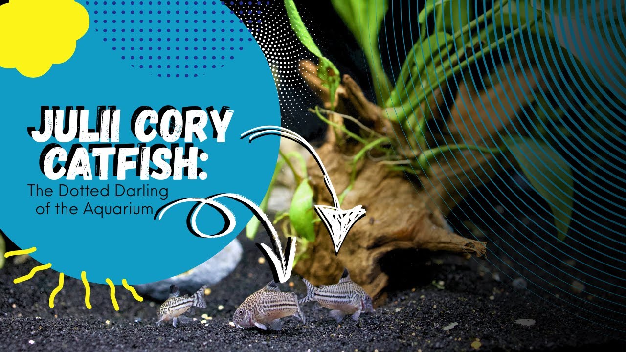 ジュディス ガイガー JUDITH 「Coris Fish」 ジュディス ガイガー