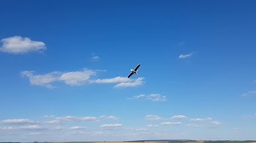 My first flight with Nano Talon