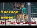 Бесподобное видео! Олег Зубков в клетке с тиграми!