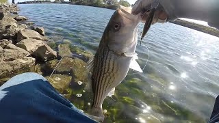 This is THE BEST Lure Of All Time For Striped Bass