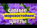 САМЫЕ МОРОЗОСТОЙКИЕ МНОГОЛЕТНИЕ ЦВЕТЫ и РАСТЕНИЯ!/Елена Мир Семян и Цветов