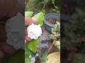 jasminum rose  harvest#garden #gardenlover #flowerplant #jasminum #jasmineplant #ytshorts #shorts