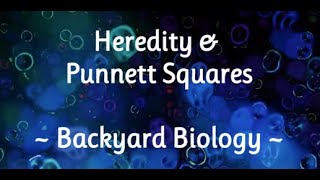 Heredity &amp; Punnett Square Backyard Biology