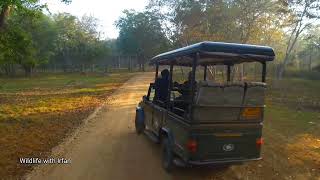 Kabini Safari  Tiger attacking dholes  Wilddogs (Full version)