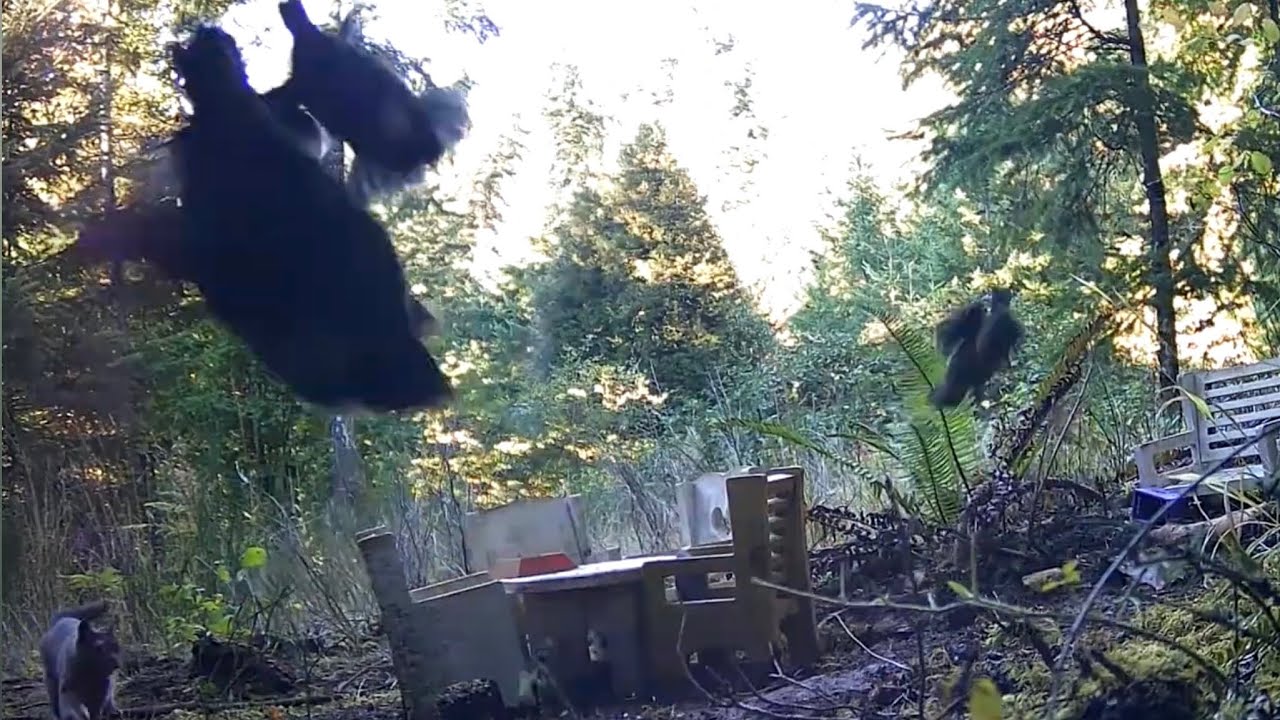 Friendly Cat Versus Flock of Quail