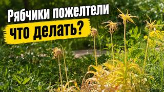 Рябчики пожелтели что делать?