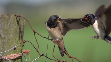 Zwaluwjong wordt gevoerd | Zelf Geschoten | Vroege Vogels