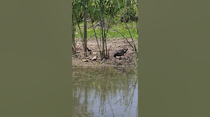 Gallineta con hijito