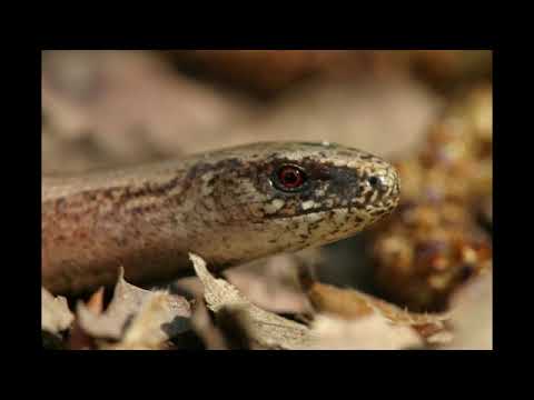 Video: Karadag-slang. Nieuw Bewijs Van Een Mesozoïsche Hagedis In De Zwarte Zee - Alternatieve Mening