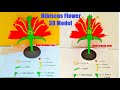 Hibiscus flower parts 3d model making  science project  diy  howtofunda