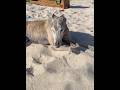 Greyhound Relaxing on Beach After Training! 🐕🏖️ #dogs #greyhound #dog training #wildlife