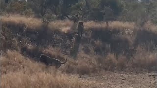 Black Dam Male Lions Chasing One Eyed Mapoza | Lion Warfare