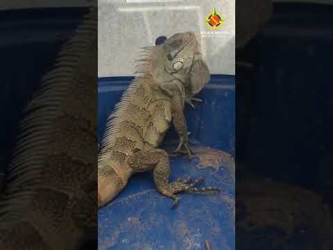 Iguana é resgatada na Fercal