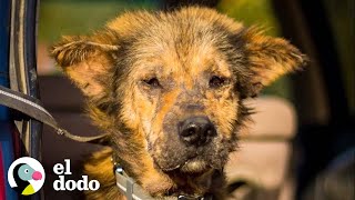 Agresivo perro 'coyote' se transforma en un osito de peluche | ¡Adóptame! | El Dodo