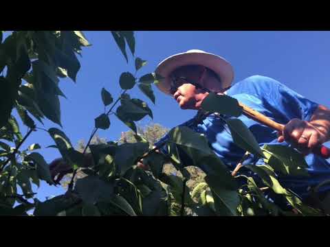 वीडियो: चेरी की खेती: कोक्सीकोसिस नियंत्रण, चेरी ब्लॉसम परागण, चेरी प्रूनिंग