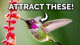 20+ Plants Guaranteed to Attract More Hummingbirds
