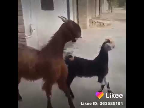 تحشيش احلى ماعز