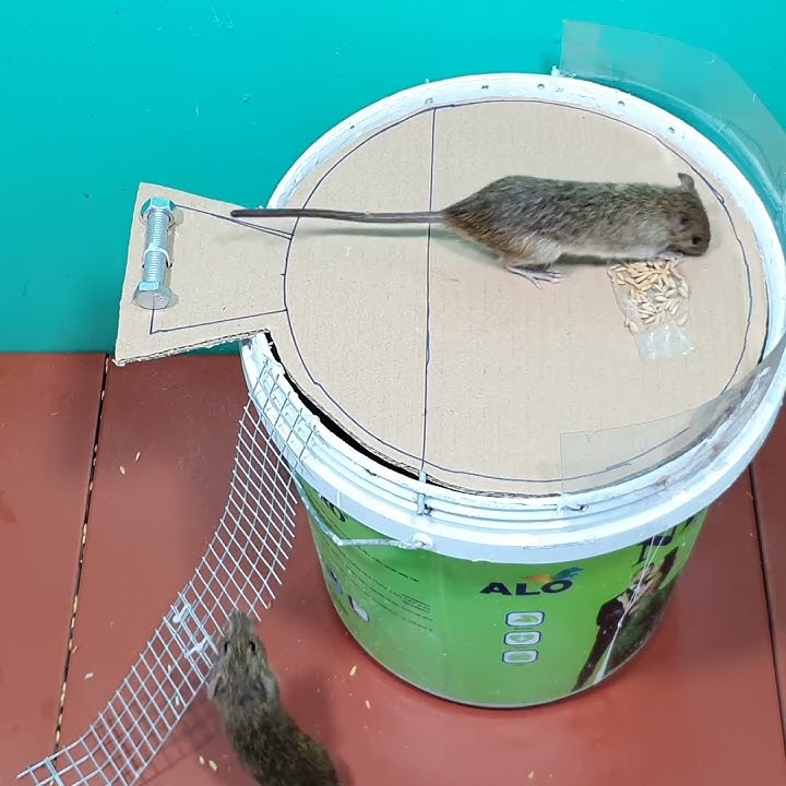 best bucket rat trap/how to catch mice at home