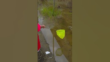 #cávàng #tìmbắtcávàng #concá #anhtùng #cátrêvàng #bắtcávàng #fishing #fish