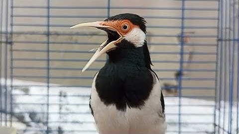 Pancingan Jalak Suren Gacor Mompa Isian Variasi - Masteran Suara Burung Jalak Gacor Full Isian Mewah