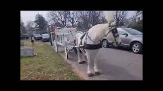 White Horse and Funeral Carriage March 19 2022 Fairmount Cemetery Newark NJ