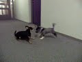 Sjon vs Kees