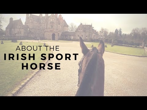 Video: Irish Hunter Horse Breed Ipoallergenico, Salute E Durata Della Vita