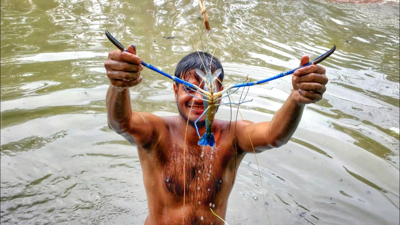Amazing shrimps catching with big net-Lot of shrimp catch and