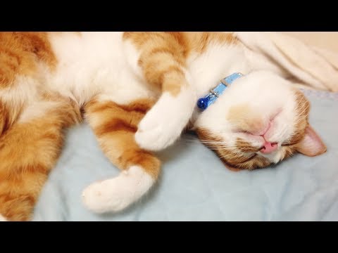 funny cats sleeping in weird positions compilation 2014 funnyplox 猫の可愛い