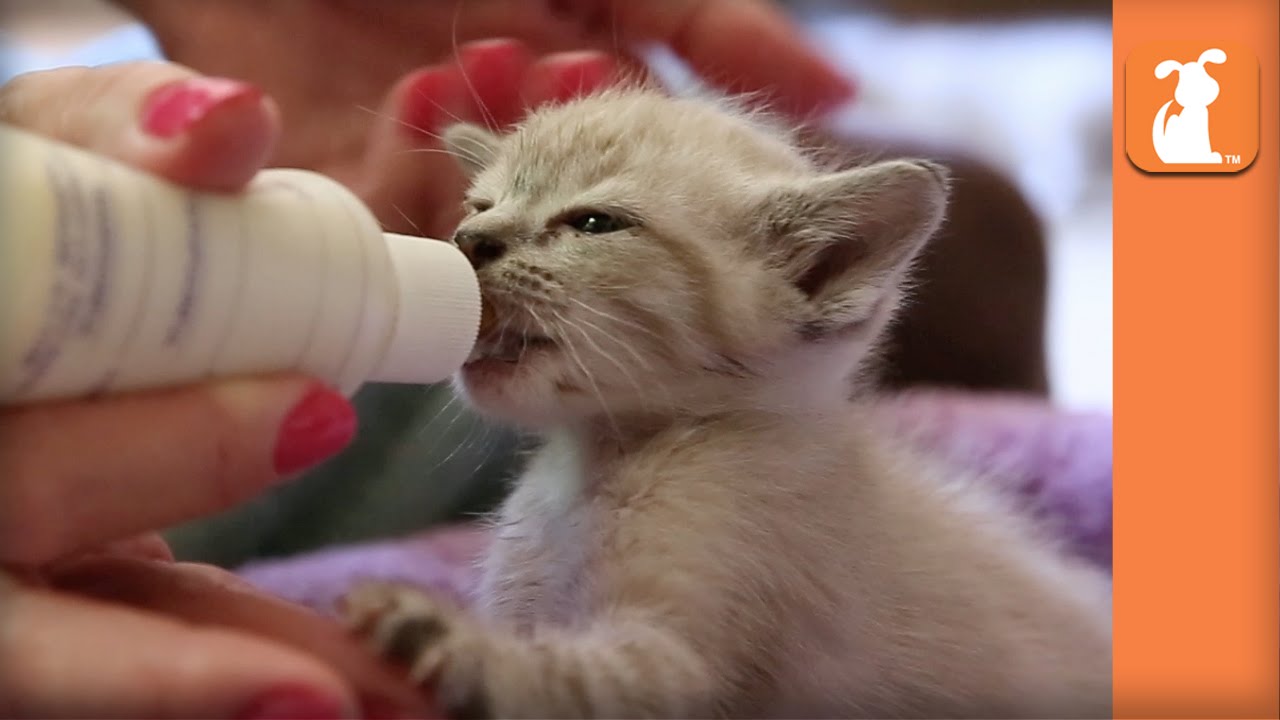 Bottle Baby Kittens  Cute  Compilation Kitten  Love  YouTube