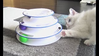 Ragdoll Kitten Playing with Roller Cat Toy by Juniper Ragdoll 146 views 5 years ago 4 minutes, 57 seconds