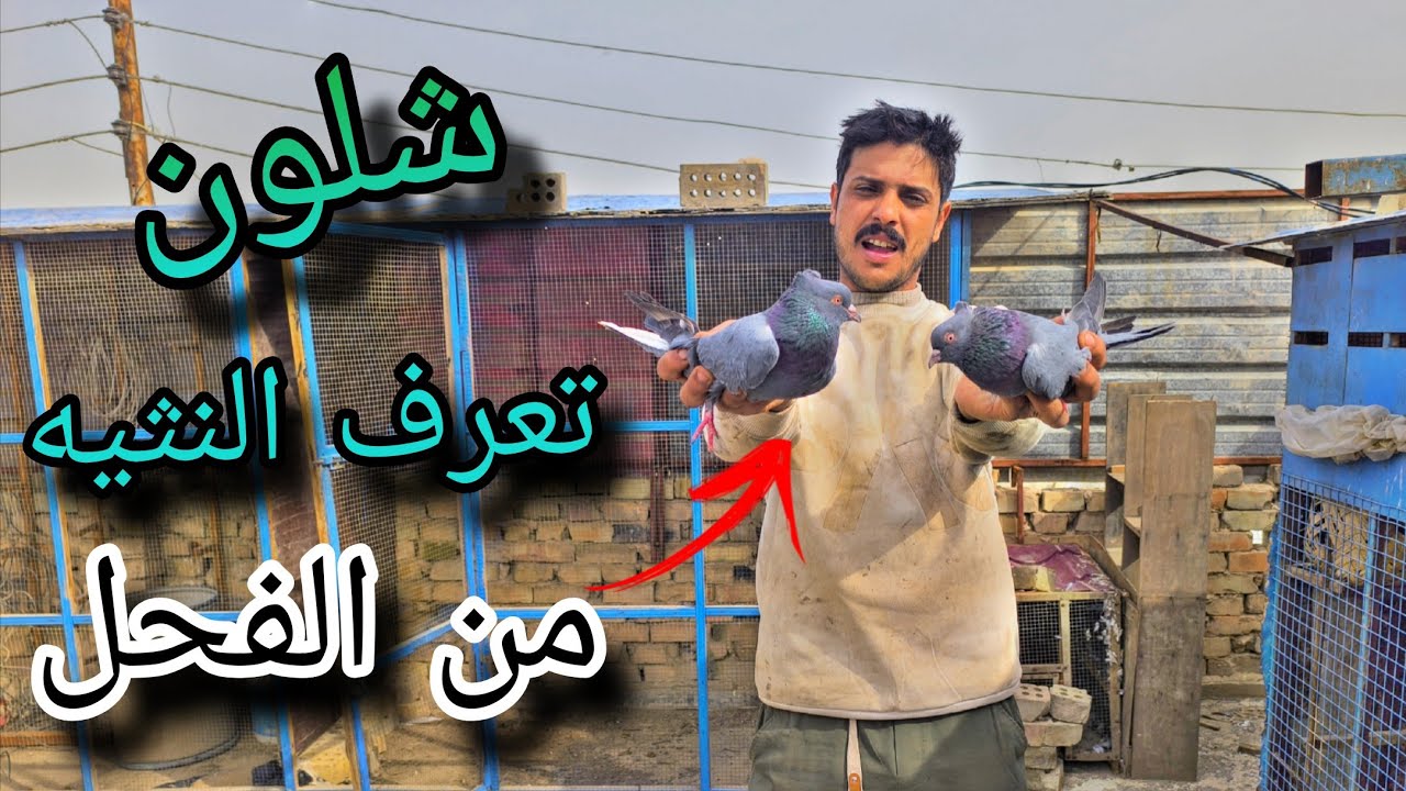 أكثر من 3 أسابيع ما صعد للطيور./ واسهل طريقه تعرف النثيه من الفحل 