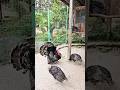 Turkey Bird Farming a Profitable Business In Pakistan