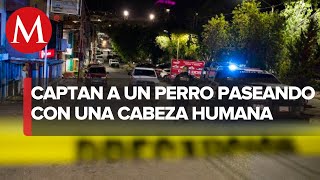 VIDEO: Perro pasea por Zacatecas con una cabeza humana en el hocico
