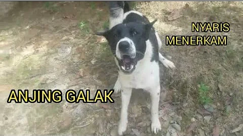 ANJING  GALAK BANGET... NYARIS MENERKAM