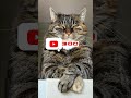 Unveiling the Enigmatic Lifestyle of Cats