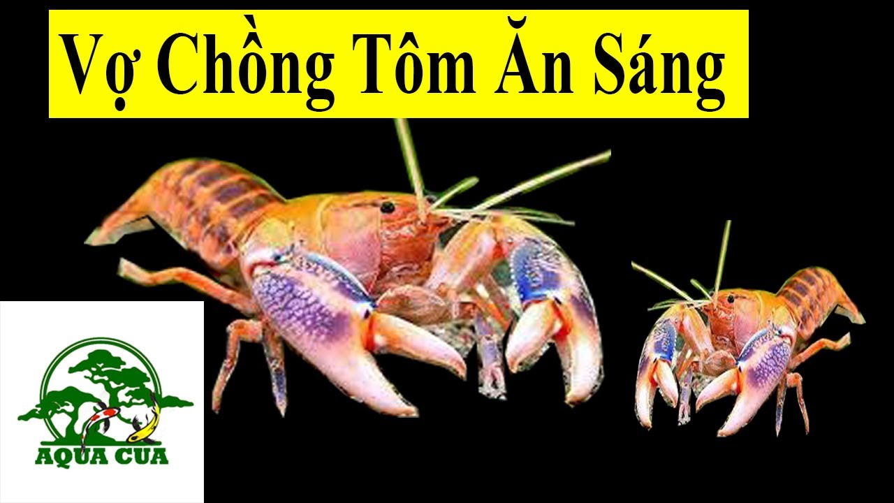 Vợ Chồng Tôm ăn sáng - Tôm Destructor Volcano #Shorts - YouTube