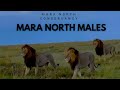 The Rise And Fall Of The 4 Mara North Male Lions Of Masai Mara