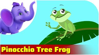 Pinocchio Tree Frog / Weird Animal Songs / Appu Series