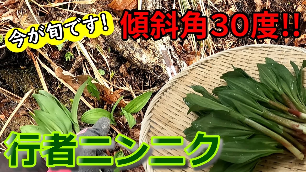 雪解け4月の山菜】激烈しんどい傾斜角30度の急斜面で採る行者