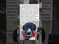 PERRO RESCATADO CONVIRTIÓ LÁGRIMAS EN RISA ❤️🐶🥹
