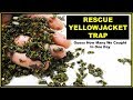 Guess How Many Yellowjacket Hornets The Rescue Trap Caught In One Day. Mousetrap Monday.