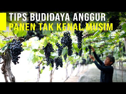 Video: Apakah Anda memerlukan gabus untuk menyumbat anggur?