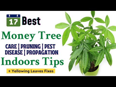 17 Money Tree Care Indoor Tips For Yellow Leaves | How To Prune A Money Tree Plant #PachiraAquatica